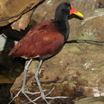 Wattled Jacana
